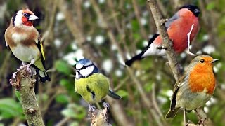 Cute Kid Sings Bob Marley  Three Little Birds [upl. by Eicats]