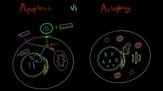 Apoptosis vs Autophagy EVERYTHING YOU NEED TO KNOW CELLULAR BIOLOGY MCAT [upl. by Boelter]