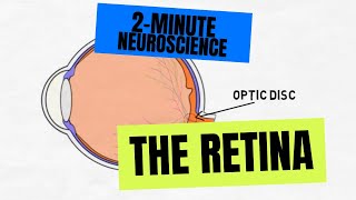 A Patients View of Retinitis Pigmentosa [upl. by Aikcir]