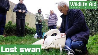 Lost swan reunited with family [upl. by Thielen]