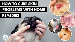 How To treat 5 Skin infection in dogs 🐕 with home remedies [upl. by Anirtak915]