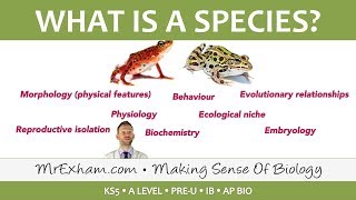 Classification  Species Concepts  Post 16 Biology A Level PreU IB AP Bio [upl. by Anniken]