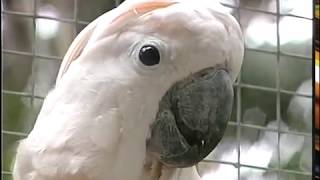 Cockatoos  Care and Breeding  Part 1 Full [upl. by Chill898]