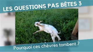 Les Questions Pas Bêtes 3  POURQUOI CES CHÈVRES TOMBENT [upl. by Teak157]