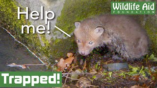 Adorable BABY FOX rescued from river [upl. by Pasia295]