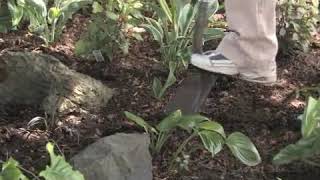 How to Grow LilyoftheValley Convallaria Majalis [upl. by Ruhtua458]