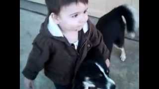 Fully grown pomsky dog playing with toddler [upl. by Dotson]