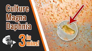 How to culture DAPHNIA MAGNA  The easy way [upl. by Adila64]