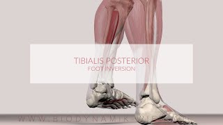 Tibialis Posterior Muscle Function Foot Inversion [upl. by Kosaka413]