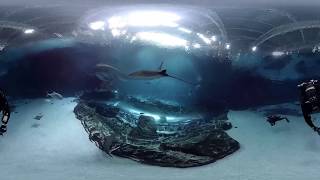 360 Underwater Video from inside Georgia Aquariums Ocean Voyager Habitat [upl. by Akinak]