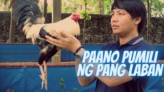 Paano Pumili ng Manok Panabong  Tips in Selection [upl. by Drofiar]