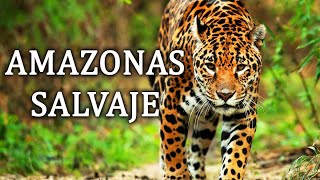 Amazonas Salvaje  La Cuna De La Vida Documental 2020 [upl. by Eneleuqcaj312]