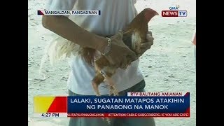 Lalaki sugatan matapos atakihin ng panabong na manok [upl. by Allmon155]