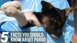 5 Facts You Should Know About Parvo [upl. by Warms282]