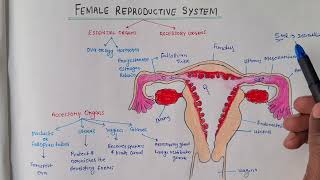 Female Reproductive System Class10 Biology [upl. by Enyawud]