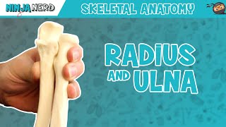 Radius and Ulna Anatomy [upl. by Enilorac545]