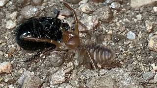 Camel Spider Eats Burrowing Bug [upl. by Reina]