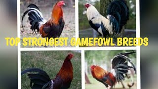 TOP STRONGEST GAMEFOWL BREEDS [upl. by Enerol]