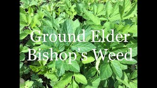 How to Get Rid of Bishops Weed AKA Ground Elder Organically [upl. by Nnylamme]