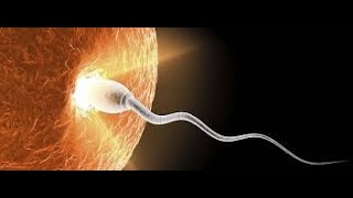 Fertilization Process  Sperm Movement towards Egg [upl. by Niwred]