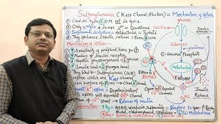 Diabetes Mellitus Part10 Mechanism of Action of Sulfonylurease  Antidiabetic Drugs  Diabetes [upl. by Nairad392]