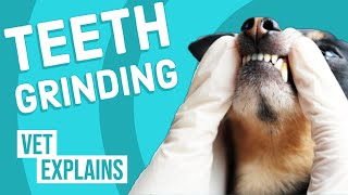 Teeth Grinding Bruxism in Dogs [upl. by Egap]