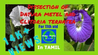 Dissection of flowers  11th std practicals  BioBotany  உயிரிதாவரவியல்  Datura amp Clitoria [upl. by Aseena]