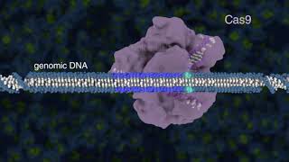 CRISPRCas9 GENOME EDITING  GENE EDITING EXPLAINED [upl. by Andersen]