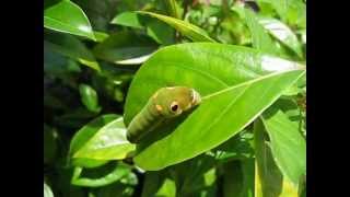 Spicebush Swallowtail Caterpillar Papilio Troilus [upl. by Rosanne]