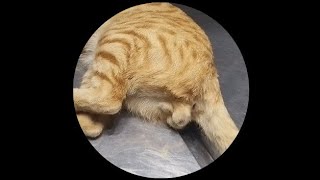 Tom cat neutering Castration in male cat [upl. by Murage]