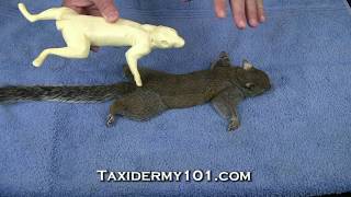 How to Taxidermy  Squirrel Taxidermy Course [upl. by Eesak]