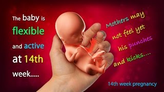 14 Weeks Pregnant How Big is Your Baby this Week [upl. by Gschu]