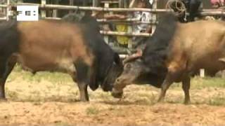 Brigas de búfalos na Tailândia causam paixão e ruína [upl. by Emya]