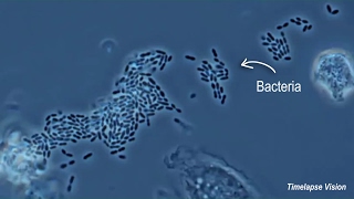 Immune Cells Eating Bacteria Phagocytosis [upl. by Darla]