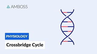 Crossbridge Cycle Muscle Contraction [upl. by Llenaej841]