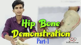 Hip bone anatomy in bangla  Parts features attachmentsrelations part1 [upl. by Nima]