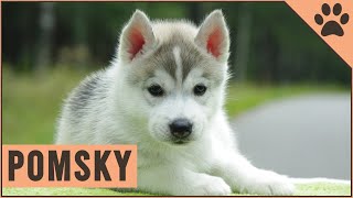 Pomsky  Dog Breed Information [upl. by Daniele770]