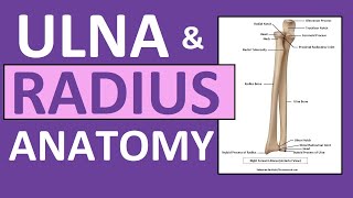 Radius and Ulna Anatomy and Physiology Forearm Bones [upl. by Loni]