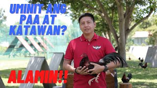 SABONG TIPS Mainit Na Paa at Katawan Ng Manok Sa Araw Ng Laban  Paano Ito Maiiwasan [upl. by Rj]