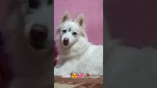 🥀jimidoglover jimmi subscribers [upl. by Ahern]