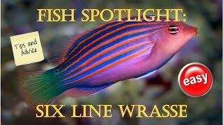 Fish Spotlight Six Line Wrasse [upl. by Delainey]