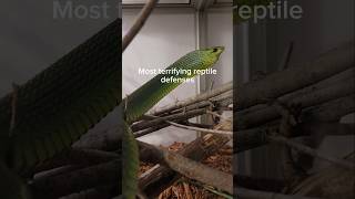 These reptiles are downright terrifying [upl. by Vikky]