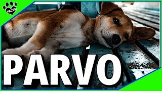 Canine Parvovirus Parvo What You Need to Know [upl. by Montano712]