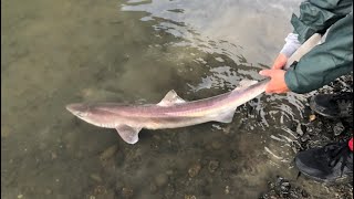 Spiny Dogfish Catch Clean and COOK [upl. by Llerdnam62]