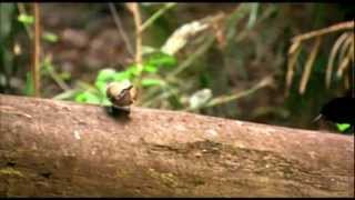 Magnificent Riflebird mating dance [upl. by Ynaittirb]