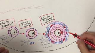 Histología Desarrollo folicular [upl. by Mloclam]