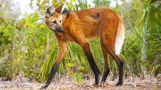 🦊 MANED WOLF ─ A WeirdLooking Wolf on Stilts 🦊 [upl. by Wey]