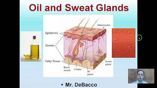 Oil and Sweat Glands [upl. by Yemerej]