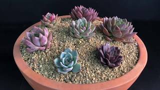 Echeveria agavoides Collection  Romeo and its Relatives Watering and Care [upl. by Nonah]