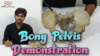 Articulated Pelvis anatomy in bangla  Bony Pelvis demonstration [upl. by Duwe]